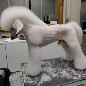 dog grooming